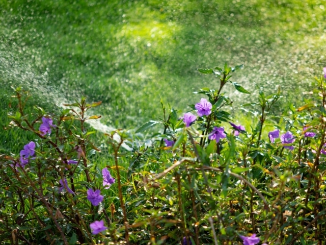 pierre feuille terreau jardinier arrosage automatique 2