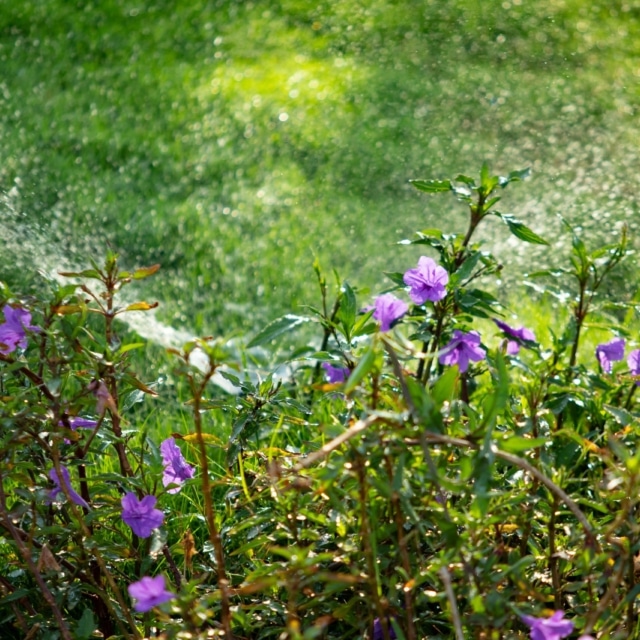 pierre feuille terreau jardinier arrosage automatique 2