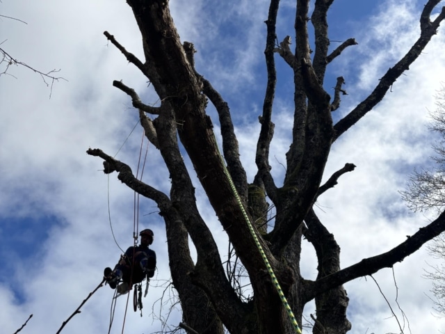 pierre feuille terreau jardinier paysagiste elagueur 140