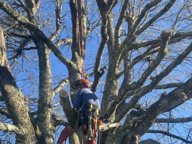 pierre feuille terreau jardinier paysagiste elagueur 141