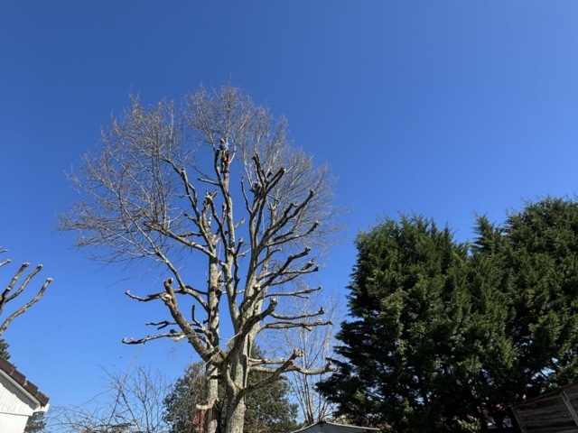 pierre feuille terreau jardinier paysagiste elagueur 142