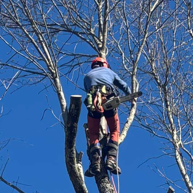pierre feuille terreau jardinier paysagiste elagueur 52