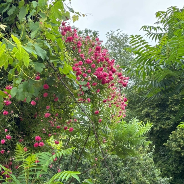 pierre feuille terreau jardinier paysagiste elagueur 56
