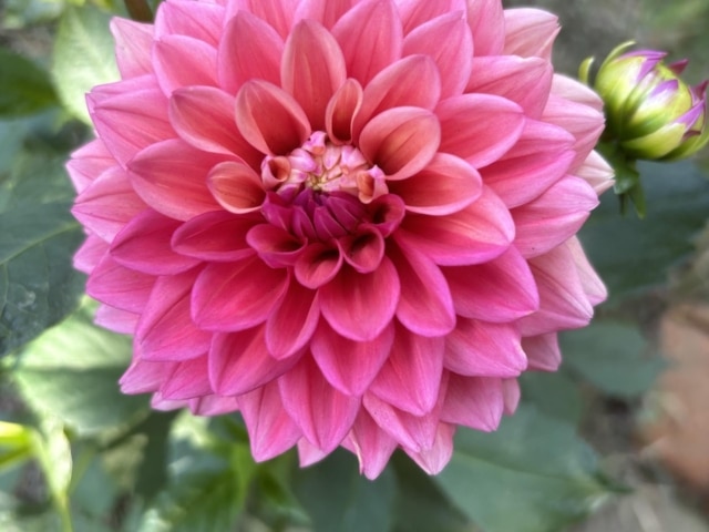 pierre feuille terreau jardinier paysagiste elagueur 64