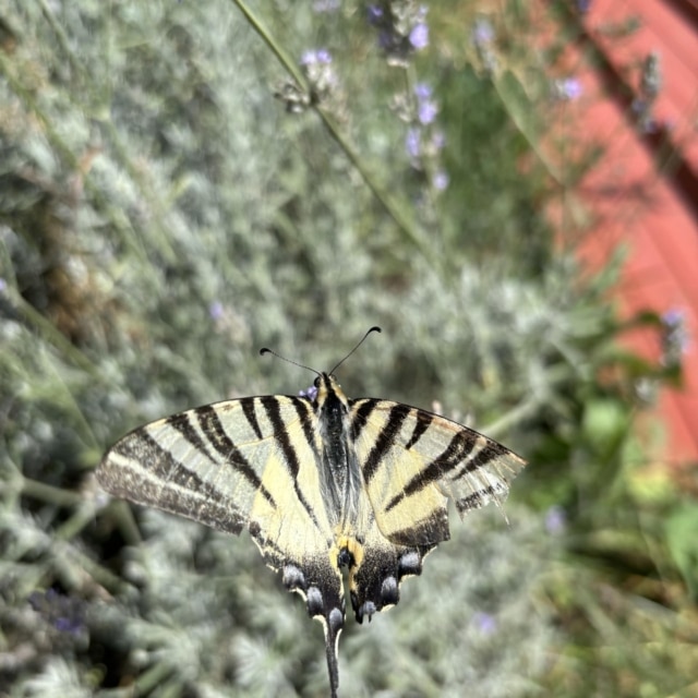 pierre feuille terreau jardinier paysagiste elagueur 66